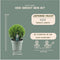 Plants by Frank | Echte hulstplant in bolvorm XL | 2x Ilex crenata 'Jenny' bol XL | set van 2 stuks | 25 cm Ø diameter | buxusvervanger | Ilex | tuinplanten | buxus | planten