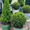 Plants by Frank | Echte hulstplant in bolvorm XL | 2x Ilex crenata 'Jenny' bol XL | set van 2 stuks | 25 cm Ø diameter | buxusvervanger | Ilex | tuinplanten | buxus | planten