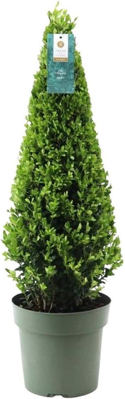 Plants by Frank | Echte hulstplant piramide | 1x Ilex crenata 'Jenny' piramide | 1 stuk | 22 cm Ø & 55 cm hoog | Buxusvervanger | Ilex | Tuinplanten | Buxus | planten