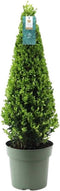 Plants by Frank | Echte hulstplant piramide | 1x Ilex crenata 'Jenny' piramide | 1 stuk | 22 cm Ø & 55 cm hoog | Buxusvervanger | Ilex | Tuinplanten | Buxus | planten