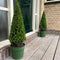 Plants by Frank | Echte hulstplant piramide | 1x Ilex crenata 'Jenny' piramide | 1 stuk | 22 cm Ø & 55 cm hoog | Buxusvervanger | Ilex | Tuinplanten | Buxus | planten