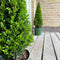 Plants by Frank | Echte hulstplant piramide | 1x Ilex crenata 'Jenny' piramide | 1 stuk | 22 cm Ø & 55 cm hoog | Buxusvervanger | Ilex | Tuinplanten | Buxus | planten
