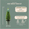 Plants by Frank | Echte hulstplant piramide | 1x Ilex crenata 'Jenny' piramide | 1 stuk | 22 cm Ø & 55 cm hoog | Buxusvervanger | Ilex | Tuinplanten | Buxus | planten