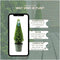 Plants by Frank | Echte hulstplant piramide | 1x Ilex crenata 'Jenny' piramide | 1 stuk | 22 cm Ø & 55 cm hoog | Buxusvervanger | Ilex | Tuinplanten | Buxus | planten