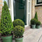 Plants by Frank | Echte hulstplant piramide | 1x Ilex crenata 'Jenny' piramide | 1 stuk | 22 cm Ø & 55 cm hoog | Buxusvervanger | Ilex | Tuinplanten | Buxus | planten