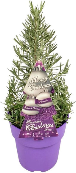 Plants by Frank | Echte Lavendel Kerstboom | 15 cm Ø | 40-50 cm ↨ | Kerst decoratie | Kerstversiering | Kerstdecoratie | Tuinplanten