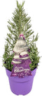 Plants by Frank | Echte Lavendel Kerstboom | 15 cm Ø | 40-50 cm ↨ | Kerst decoratie | Kerstversiering | Kerstdecoratie | Tuinplanten