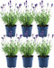 Plants by Frank - Lavandula angustifolia Felice® Ø12 cm ↨25 cm - Set van 6 echte Lavendel - Lavendelplant - Bloeiende buitenplanten winterhard - direct van de kweker