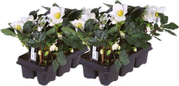 Plants by Frank | Set van 12 kerstroos planten | 12x Helleborus niger 'Christmas Carol' | 7 cm Ø | 15-20 cm | Winterharde kerstroos planten | Tuinplanten | Herfstplanten