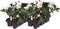 Plants by Frank | Set van 12 kerstroos planten | 12x Helleborus niger 'Christmas Carol' | 7 cm Ø | 15-20 cm | Winterharde kerstroos planten | Tuinplanten | Herfstplanten