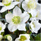 Plants by Frank | Set van 12 kerstroos planten | 12x Helleborus niger 'Christmas Carol' | 7 cm Ø | 15-20 cm | Winterharde kerstroos planten | Tuinplanten | Herfstplanten