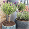 Plants by Frank - Set van 2 Franse lavendelplanten op stam - 2 x Lavandula stoechas Anouk® 15 cm pot ↨ 50 cm - Lavendelplant winterhard - Planten - Tuinplanten