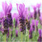 Plants by Frank - Set van 2 Franse lavendelplanten op stam - 2 x Lavandula stoechas Anouk® 15 cm pot ↨ 50 cm - Lavendelplant winterhard - Planten - Tuinplanten
