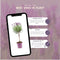 Plants by Frank - Set van 2 Franse lavendelplanten op stam - 2 x Lavandula stoechas Anouk® 15 cm pot ↨ 50 cm - Lavendelplant winterhard - Planten - Tuinplanten