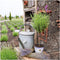 Plants by Frank - Set van 2 Franse lavendelplanten op stam - 2 x Lavandula stoechas Anouk® 15 cm pot ↨ 50 cm - Lavendelplant winterhard - Planten - Tuinplanten