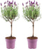 Plants by Frank - Set van 2 Franse lavendelplanten op stam - 2 x Lavandula stoechas Anouk® 15 cm pot ↨ 50 cm - Lavendelplant winterhard - Planten - Tuinplanten