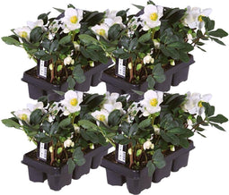 Plants by Frank | Set van 24 kerstroos planten | 24x Helleborus niger 'Christmas Carol' | 7 cm Ø | 15-20 cm | Winterharde kerstroos planten | Tuinplanten | Herfstplanten