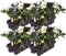 Plants by Frank | Set van 24 kerstroos planten | 24x Helleborus niger 'Christmas Carol' | 7 cm Ø | 15-20 cm | Winterharde kerstroos planten | Tuinplanten | Herfstplanten
