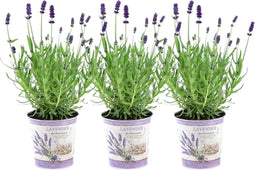 Plants by Frank - Set van 3 echte lavendelplanten in sierpot 'Deluxe' - 3 x Lavandula Angustifolia Felice ® 13 cm pot - Winterharde lavendelplant - Vers van de kwekerij Geleverd