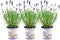 Plants by Frank - Set van 3 echte lavendelplanten in sierpot 'Deluxe' - 3 x Lavandula Angustifolia Felice ® 13 cm pot - Winterharde lavendelplant - Vers van de kwekerij Geleverd