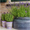 Plants by Frank - Set van 3 echte lavendelplanten in sierpot 'Deluxe' - 3 x Lavandula Angustifolia Felice ® 13 cm pot - Winterharde lavendelplant - Vers van de kwekerij Geleverd