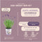 Plants by Frank - Set van 3 echte lavendelplanten in sierpot 'Deluxe' - 3 x Lavandula Angustifolia Felice ® 13 cm pot - Winterharde lavendelplant - Vers van de kwekerij Geleverd