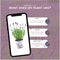 Plants by Frank - Set van 3 echte lavendelplanten in sierpot 'Deluxe' - 3 x Lavandula Angustifolia Felice ® 13 cm pot - Winterharde lavendelplant - Vers van de kwekerij Geleverd