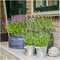 Plants by Frank - Set van 3 echte lavendelplanten in sierpot 'Old Look' - 3 x Lavandula Angustifolia Felice ® 13 cm pot - Winterharde lavendelplant - Vers van de kwekerij Geleverd