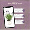 Plants by Frank - Set van 3 echte lavendelplanten in sierpot 'Old Look' - 3 x Lavandula Angustifolia Felice ® 13 cm pot - Winterharde lavendelplant - Vers van de kwekerij Geleverd