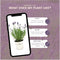 Plants by Frank - Set van 3 echte lavendelplanten in sierpot 'Old Look' - 3 x Lavandula Angustifolia Felice ® 13 cm pot - Winterharde lavendelplant - Vers van de kwekerij Geleverd