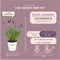 Plants by Frank - Set van 3 echte lavendelplanten in sierpot 'Old Look' - 3 x Lavandula Angustifolia Felice ® 13 cm pot - Winterharde lavendelplant - Vers van de kwekerij Geleverd