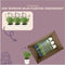 Plants by Frank - Set van 3 echte lavendelplanten in sierpot 'Old Look' - 3 x Lavandula Angustifolia Felice ® 13 cm pot - Winterharde lavendelplant - Vers van de kwekerij Geleverd
