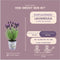 Plants by Frank - Set van 3 Franse lavendelplanten in sierpot 'Deluxe' - 3 x Lavandula stoechas Anouk® 13 cm pot - Lavendelplant - Vers van de kwekerij Geleverd