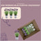 Plants by Frank - Set van 3 Franse lavendelplanten in sierpot 'Deluxe' - 3 x Lavandula stoechas Anouk® 13 cm pot - Lavendelplant - Vers van de kwekerij Geleverd