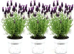 Plants by Frank - Set van 3 Franse lavendelplanten in sierpot 'Old Look' - 3 x Lavandula stoechas Anouk® 13 cm pot - Lavendelplant - Vers van de kwekerij Geleverd