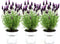 Plants by Frank - Set van 3 Franse lavendelplanten in sierpot 'Old Look' - 3 x Lavandula stoechas Anouk® 13 cm pot - Lavendelplant - Vers van de kwekerij Geleverd