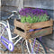 Plants by Frank - Set van 3 Franse lavendelplanten in sierpot 'Old Look' - 3 x Lavandula stoechas Anouk® 13 cm pot - Lavendelplant - Vers van de kwekerij Geleverd