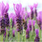 Plants by Frank - Set van 3 Franse lavendelplanten in sierpot 'Old Look' - 3 x Lavandula stoechas Anouk® 13 cm pot - Lavendelplant - Vers van de kwekerij Geleverd