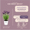 Plants by Frank - Set van 3 Franse lavendelplanten in sierpot 'Old Look' - 3 x Lavandula stoechas Anouk® 13 cm pot - Lavendelplant - Vers van de kwekerij Geleverd