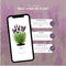 Plants by Frank - Set van 3 Franse lavendelplanten in sierpot 'Old Look' - 3 x Lavandula stoechas Anouk® 13 cm pot - Lavendelplant - Vers van de kwekerij Geleverd