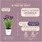 Plants by Frank - Set van 3 Franse lavendelplanten in sierpot 'Old Look' - 3 x Lavandula stoechas Anouk® 13 cm pot - Lavendelplant - Vers van de kwekerij Geleverd
