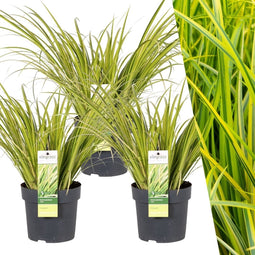 Plants by Frank | Set van 3 Kalmoes planten geel/groen | XL Acorus gramineus 'Ogon' | Siergrassen winterhard | vaste plant | Tuinplanten | Winterharde tuinplanten