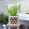 Plants by Frank | Set van 3 Kalmoes planten geel/groen | XL Acorus gramineus 'Ogon' | Siergrassen winterhard | vaste plant | Tuinplanten | Winterharde tuinplanten