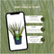 Plants by Frank | Set van 3 Kalmoes planten geel/groen | XL Acorus gramineus 'Ogon' | Siergrassen winterhard | vaste plant | Tuinplanten | Winterharde tuinplanten