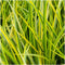 Plants by Frank | Set van 3 Kalmoes planten geel/groen | XL Acorus gramineus 'Ogon' | Siergrassen winterhard | vaste plant | Tuinplanten | Winterharde tuinplanten