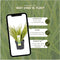 Plants by Frank | Set van 3 Kalmoes planten geel/groen | XL Acorus gramineus 'Ogon' | Siergrassen winterhard | vaste plant | Tuinplanten | Winterharde tuinplanten
