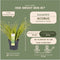 Plants by Frank | Set van 3 Kalmoes planten geel/groen | XL Acorus gramineus 'Ogon' | Siergrassen winterhard | vaste plant | Tuinplanten | Winterharde tuinplanten
