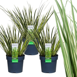 Plants by Frank | Set van 3 kalmoes planten wit/groen | XL Acorus gramineus 'Argenteostriatus' | Siergrassen winterhard | vaste plant | Tuinplanten | Winterharde tuinplanten