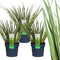 Plants by Frank | Set van 3 kalmoes planten wit/groen | XL Acorus gramineus 'Argenteostriatus' | Siergrassen winterhard | vaste plant | Tuinplanten | Winterharde tuinplanten