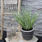 Plants by Frank | Set van 3 kalmoes planten wit/groen | XL Acorus gramineus 'Argenteostriatus' | Siergrassen winterhard | vaste plant | Tuinplanten | Winterharde tuinplanten